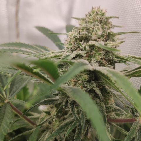 Sugar black rose Prolo growlog timeline photo