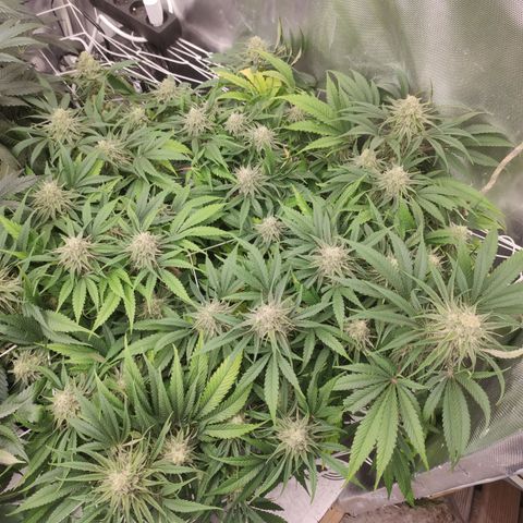 Sugar black rose Prolo growlog timeline photo