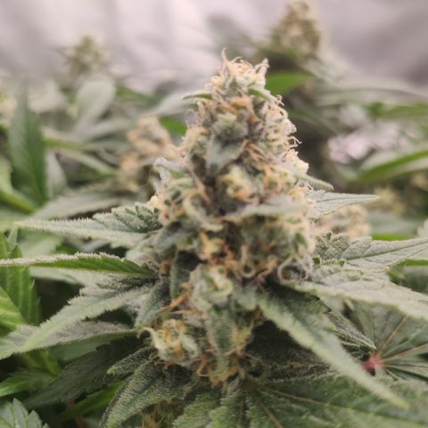 Mandarin Punch SS Prolo growlog timeline photo