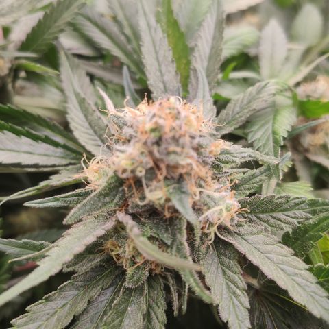 Northern Lights Barney's Prolo growlog timeline photo