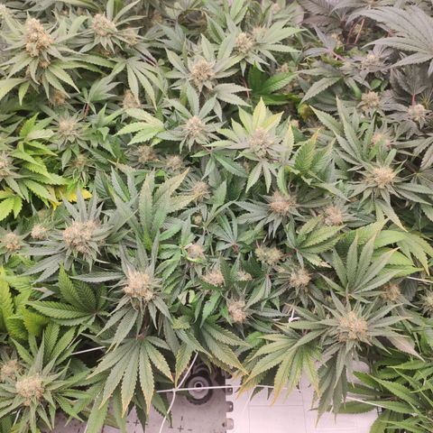 Northern Lights Barney's Prolo growlog timeline photo