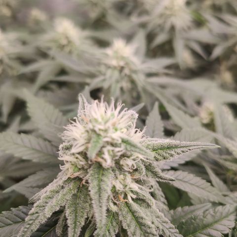 Critical Kush RQS Prolo growlog timeline photo
