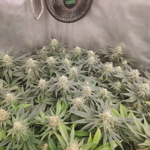 Critical Kush RQS Prolo growlog timeline photo