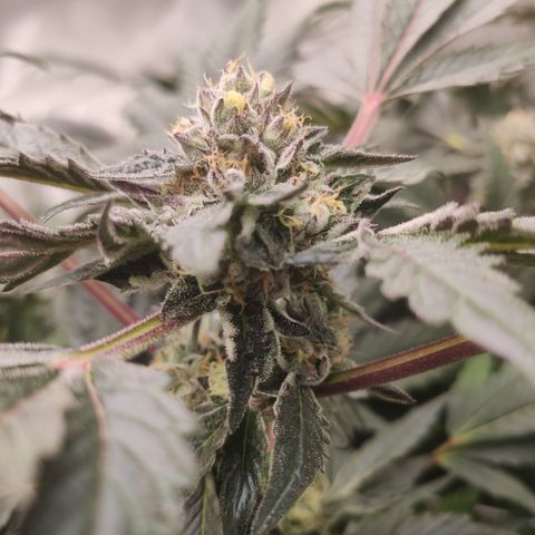 Sunset Paradise Prolo growlog timeline photo