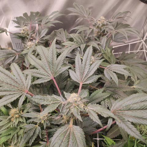 Sunset Paradise Prolo growlog timeline photo