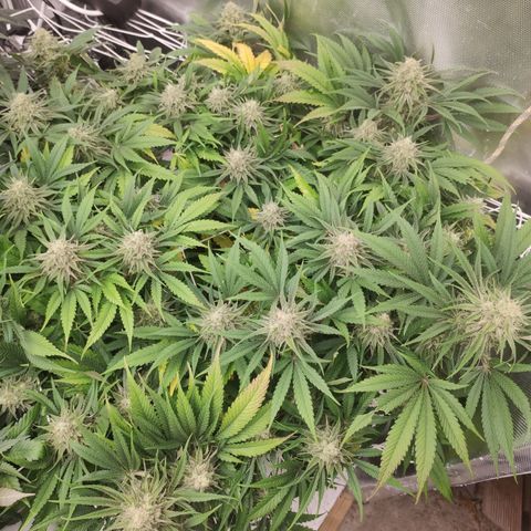 Sugar black rose Prolo growlog timeline photo