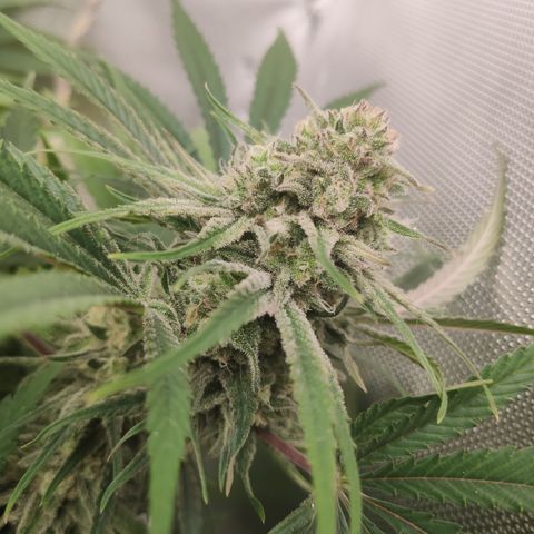 Sugar black rose Prolo growlog timeline photo