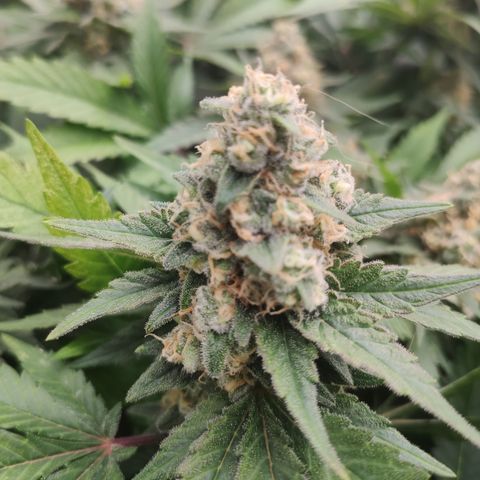 Mandarin Punch SS Prolo growlog timeline photo