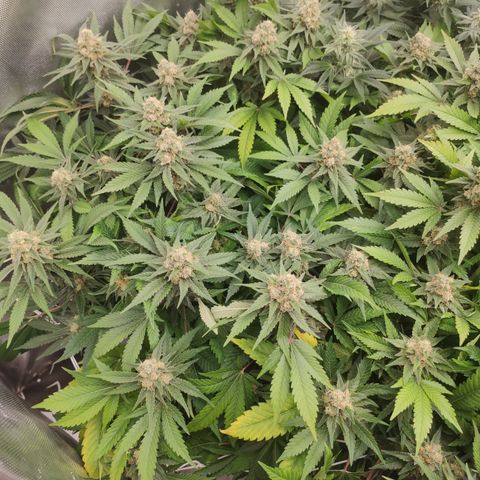 Mandarin Punch SS Prolo growlog timeline photo