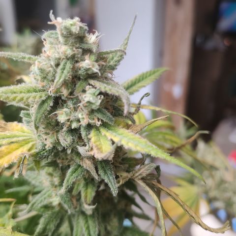 Critical Kush RQS Prolo growlog timeline photo
