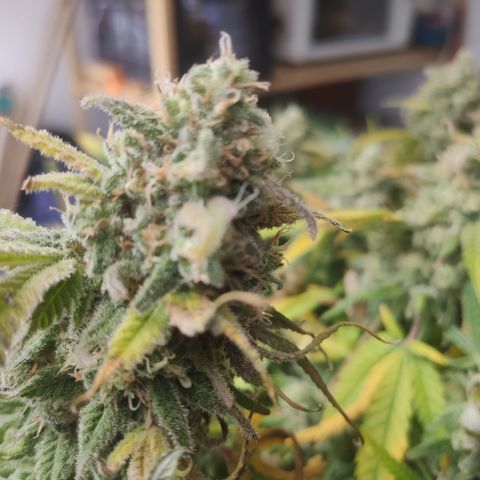 Critical Kush RQS Prolo growlog timeline photo