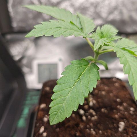 Caramba #1 growlog timeline photo