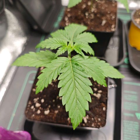 Caramba #2 growlog timeline photo