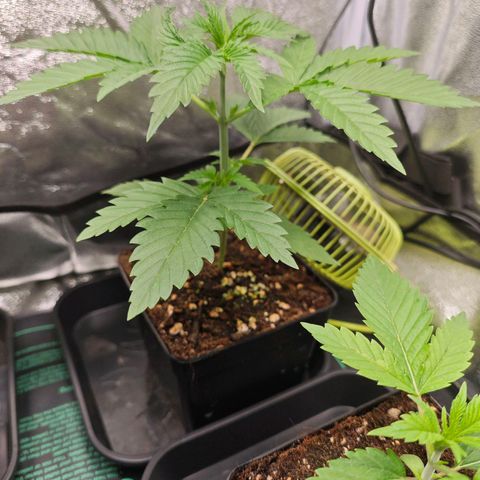 Caramba #1 growlog timeline photo