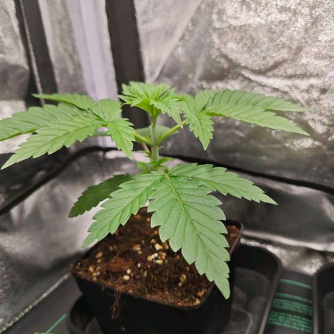 Caramba #2 growlog timeline photo