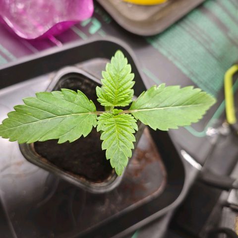 Sticky Boof growlog timeline photo