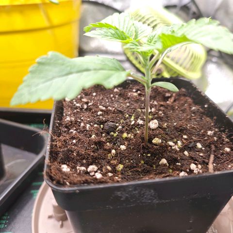 Sticky Boof growlog timeline photo
