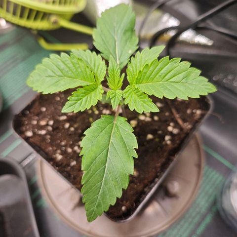 Sticky Boof growlog timeline photo