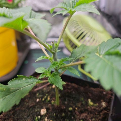 Sticky Boof growlog timeline photo