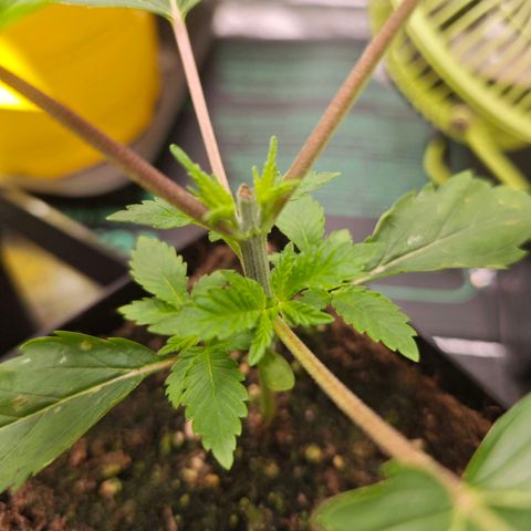 Sticky Boof growlog timeline photo