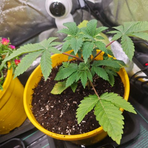 Sticky Boof growlog timeline photo