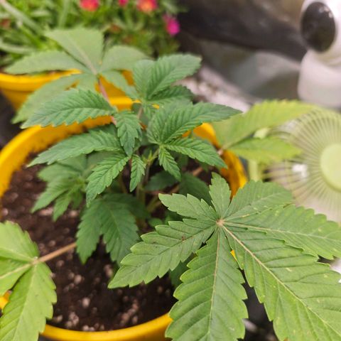 Sticky Boof growlog timeline photo