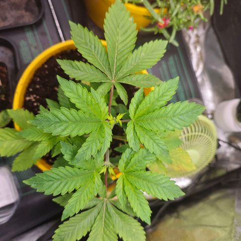 Sticky Boof growlog timeline photo