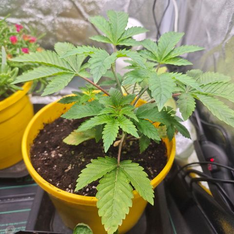 Sticky Boof growlog timeline photo