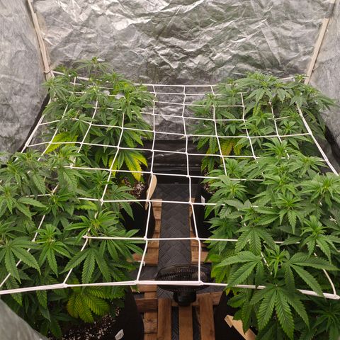 Caramba #4 growlog timeline photo