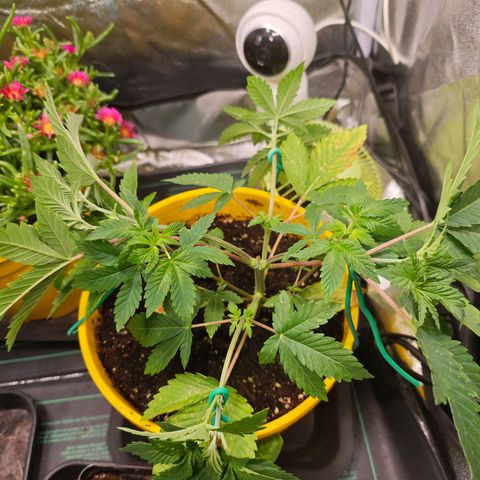 Sticky Boof growlog timeline photo