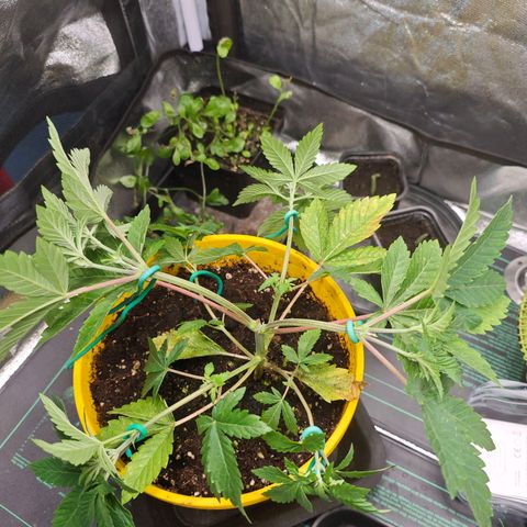 Sticky Boof growlog timeline photo