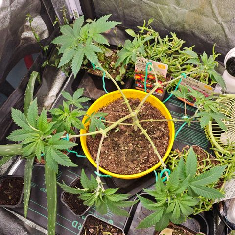 Sticky Boof growlog timeline photo