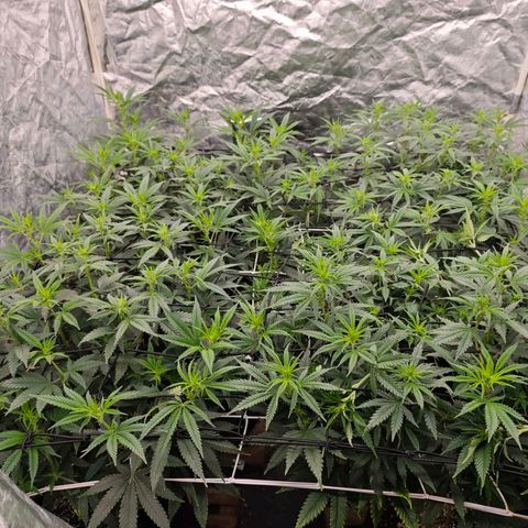 Caramba #4 growlog timeline photo