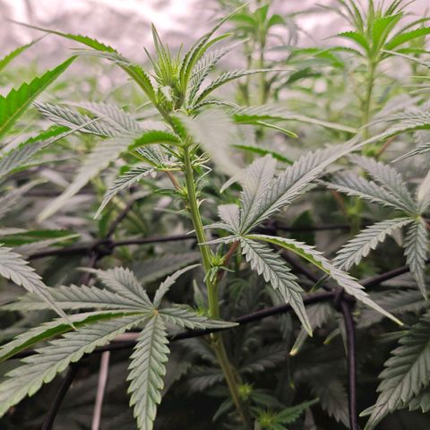 Caramba #4 growlog timeline photo