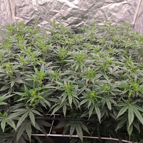 Caramba #4 growlog timeline photo