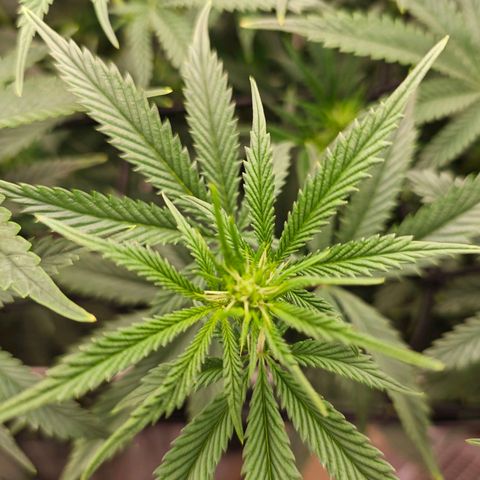 Caramba #4 growlog timeline photo