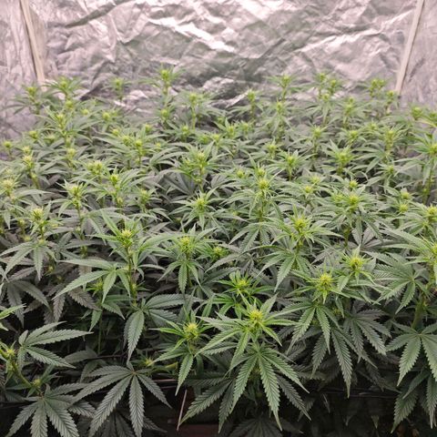 Caramba #4 growlog timeline photo