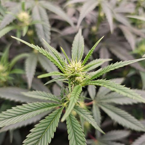 Caramba #4 growlog timeline photo