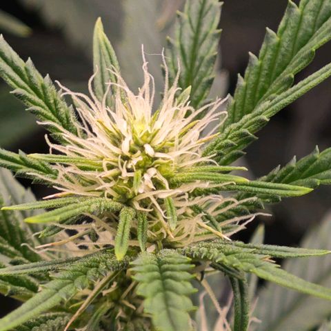 Caramba #4 growlog timeline photo