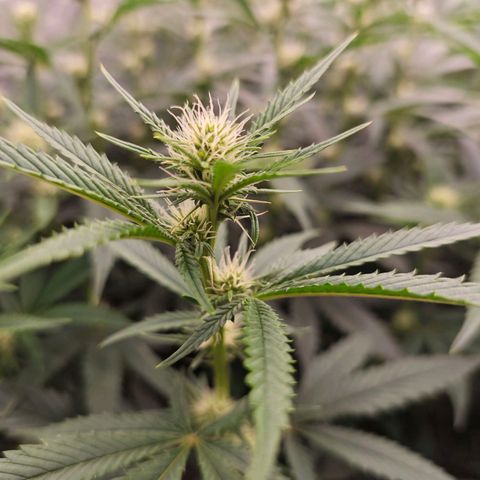 Caramba #4 growlog timeline photo