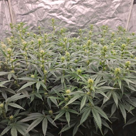 Caramba #4 growlog timeline photo