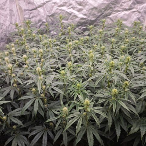Caramba #4 growlog timeline photo