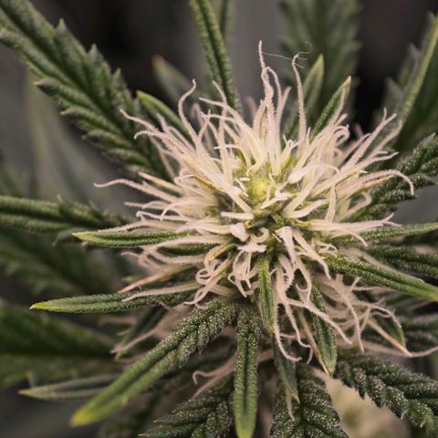Caramba #4 growlog timeline photo