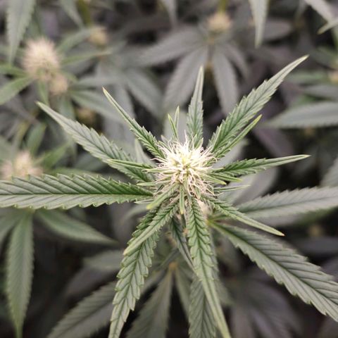 Caramba #4 growlog timeline photo