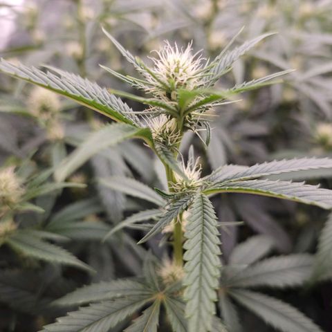 Caramba #4 growlog timeline photo