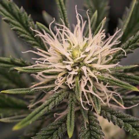 Caramba #4 growlog timeline photo