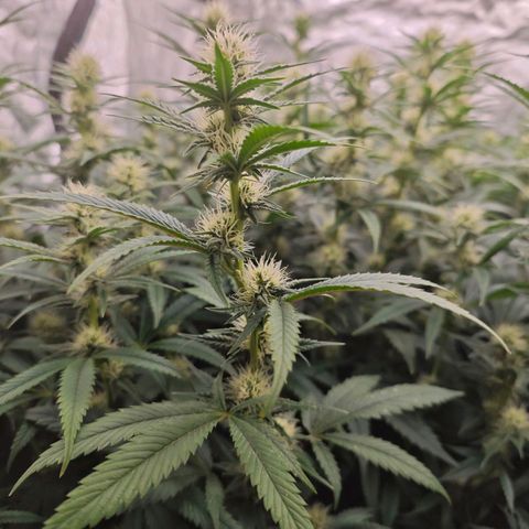Caramba #4 growlog timeline photo