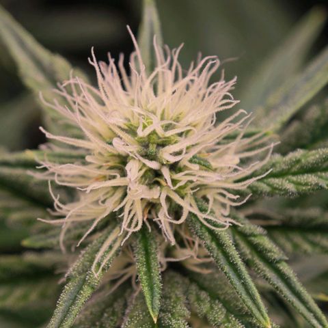 Caramba #4 growlog timeline photo