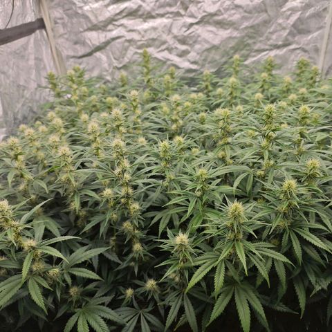 Caramba #4 growlog timeline photo
