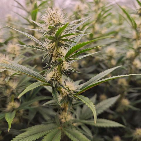 Caramba #4 growlog timeline photo